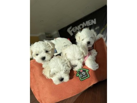 Kaliteeeeee arayanlara maltipoo yavrular ankara mağazamzda