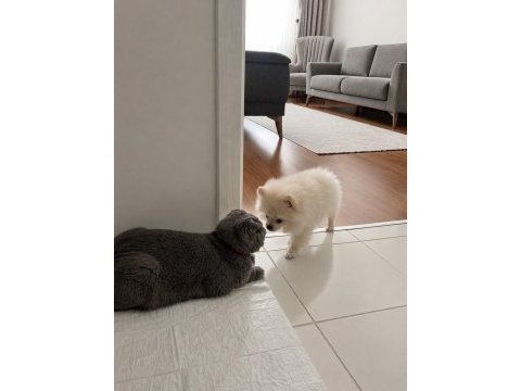 Saf 3 aylık yavru pomeranian beyaz