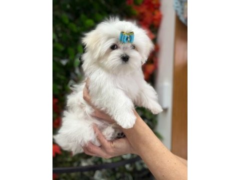 Kore kanı maltese