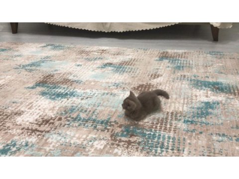 3 aylık british shorthair