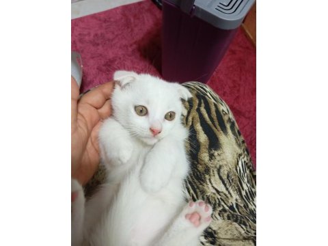 Yavru scottish fold