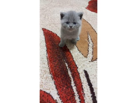 Scottish fold kedilerin yeni yuvalarını arıyoruz