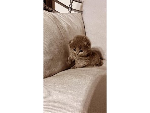 Saf kan scottish fold