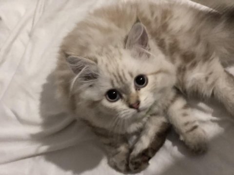 4 aylık yakışıklı british longhair