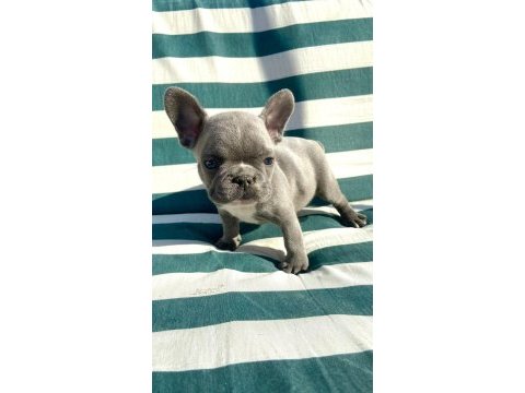 Blue french bulldog