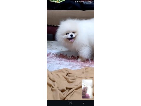 Pomeranian bebekler