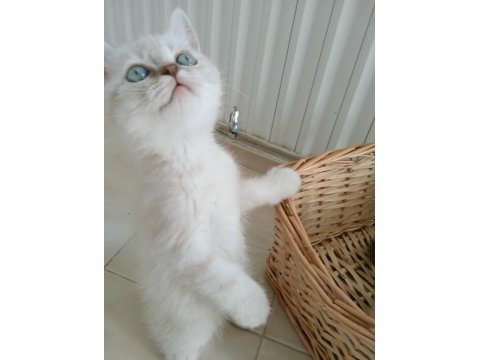 Mavi gözlü blue point british shorthair yavrular