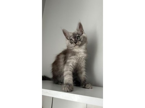 Sağlık ve ırk garantili minik maine coon devler