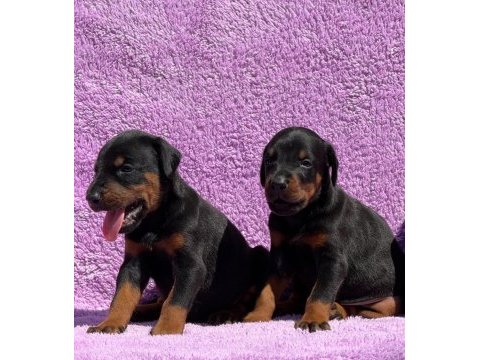 Secereli doberman yavrularımız 