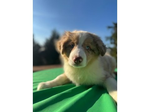 A kalite saf kan border collie yavrular