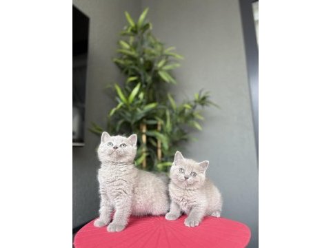 Brıtısh shorthair lılak yavrularım 