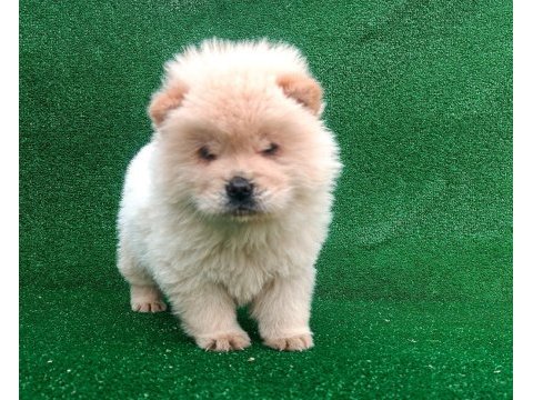 Chow chow yavrular