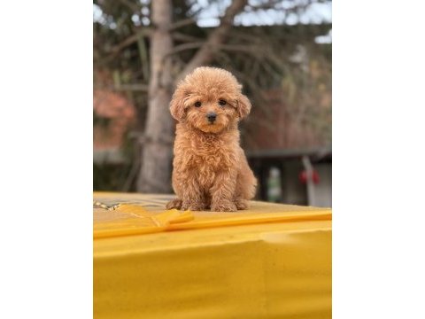 Poodle ayarında maltipoo