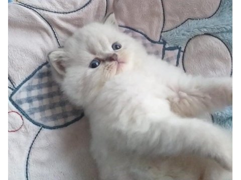 Maviş gözlü british shorthair bebekler