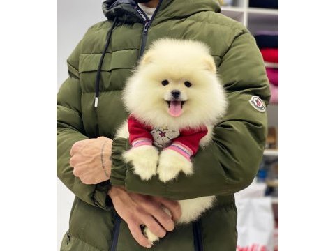 Pomeranian boo beyaz erkek 2 aylık