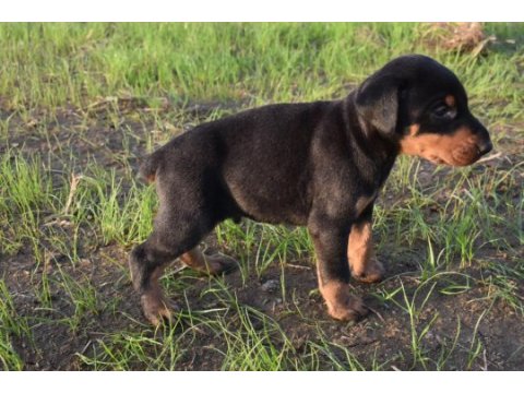 Europa doberman yavrular