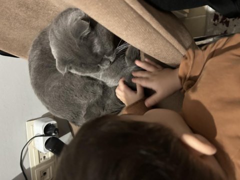 Scottish fold kedimiz dumanımız