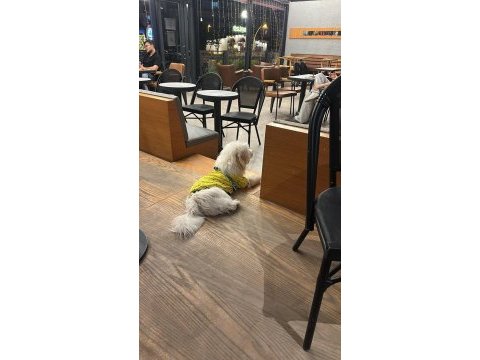 7 aylık maltese terrier erkek eğitimli