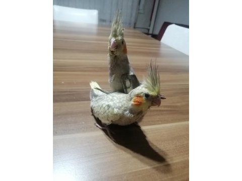 Eğitimli sultan papağanı yavruları