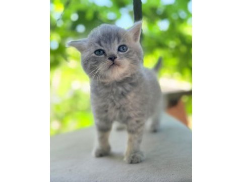 Çok tatlı acil yuvaa lütven mesaç atın