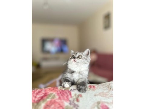 2.5 3 aylık british shorthair chinchilla yavrusu