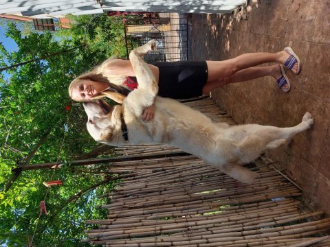 Alabai puppies 1 months old