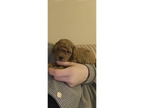 Toy poodle bebekler