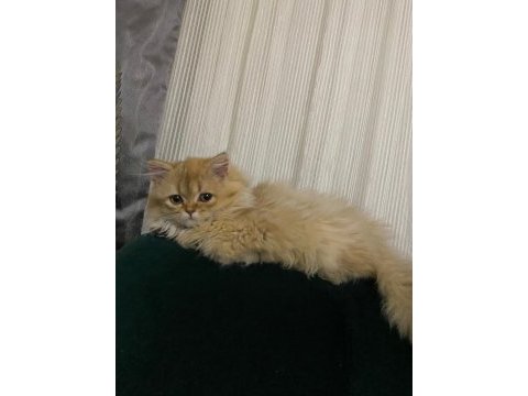 Tek kalan 3 aylık kedim