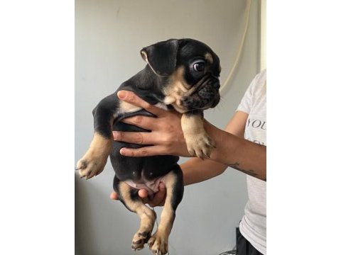 French bulldog black tan