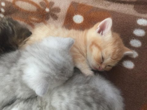 Kedilerimiz için rezerve alıyoruz