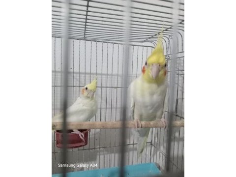 Sultan papağanı eş yavru alınmıştır