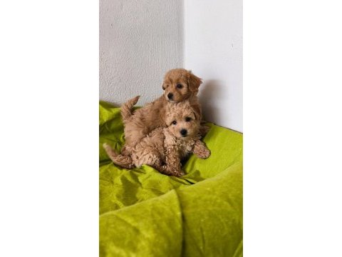 Maltipoo bebeklerimiz