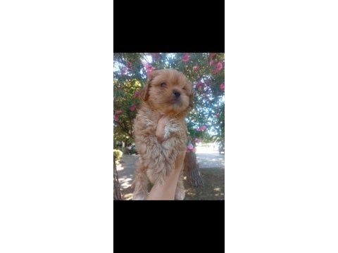 Koku tüy sorunu olmayan tuvalet eğitimli maltipoo yavrular