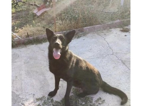 Dişi alman kurdu 2 yaşında