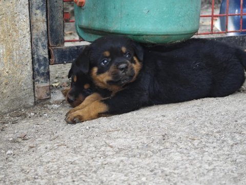 Özel soydan özel rottweiler yavrular