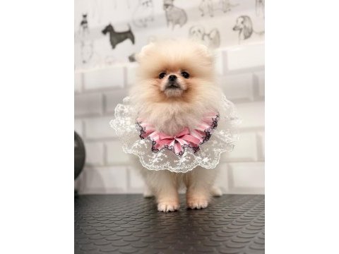 Safkan orjinal şecereli pomeranian boo yavrular