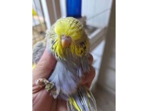 Hayatımıza renk katan muhabbet kuşu canlarımız