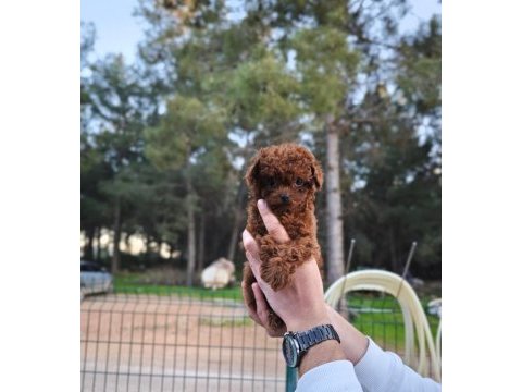 Toy poodle çiftliğimize sizleri bekliyoruz