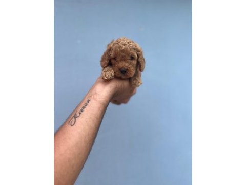 Her renk maltipoo yavrumuzu canlı görebilirsiniz