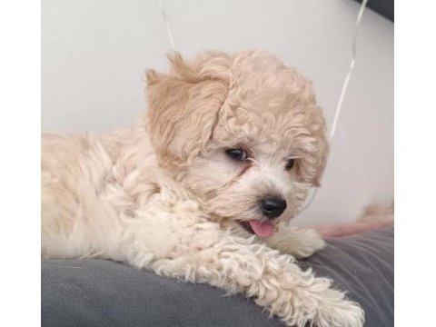 0 boy maltipoo köpeği