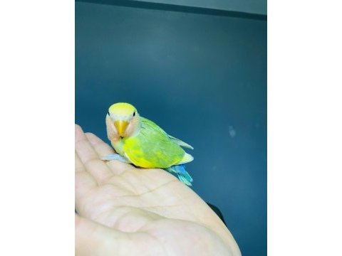 Çok güzel ve sağlıklı ele alıştırmalık kuşlar