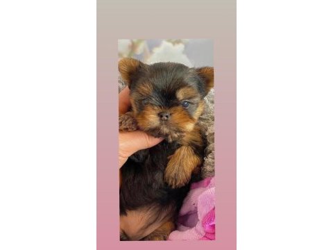 Yorkshire terrier kore bebeklerimiz ev üretimi