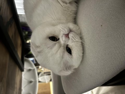 1.5 yaşında erkek scottish fold