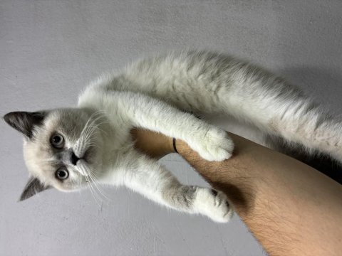 Irk ve sağlık garantili blue point kedisi