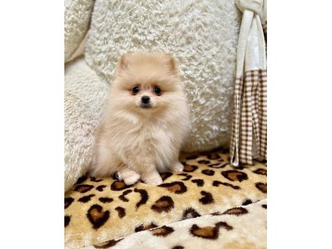 2 aylık pomeranian yavrularım