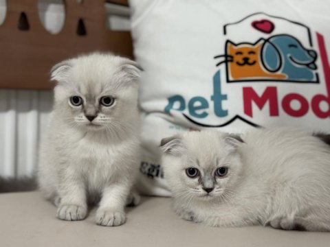 Ankarada ziyatere açık scottish fold yavrularımız
