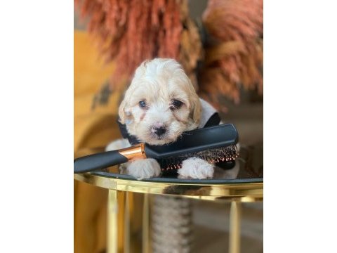 Maltipoo 2.5 aylık