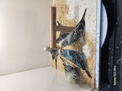 Rainbow spangle opal japones albino muhabbet yavrular