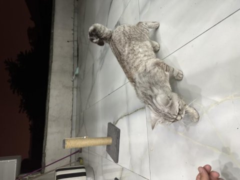 British shorthair kedimi acil sahiplendirme