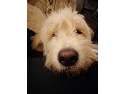 Golden doodle mix (dişi)